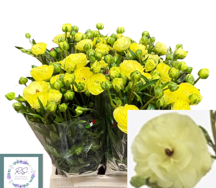 <h4>RAN N MODERNA LIMON</h4>