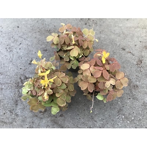 OXALIS VULCANICOLA