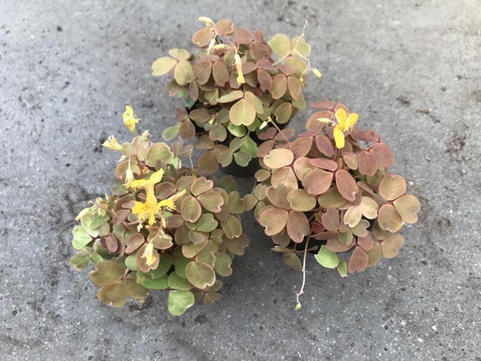 <h4>OXALIS VULCANICOLA</h4>