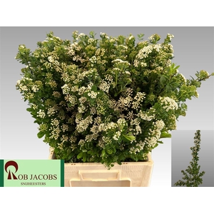 Spiraea Nip Snowmound