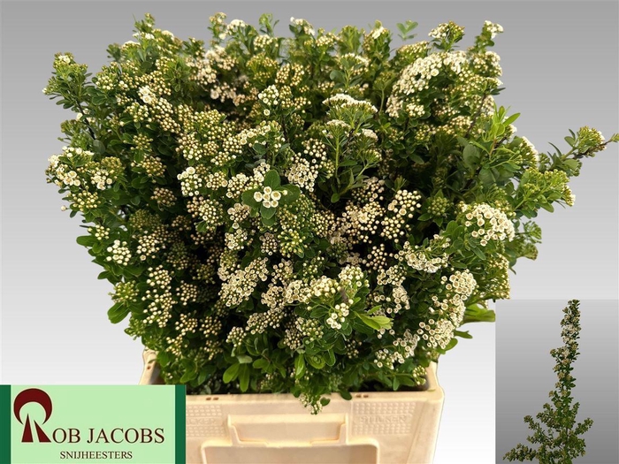 <h4>Spiraea Nip Snowmound</h4>
