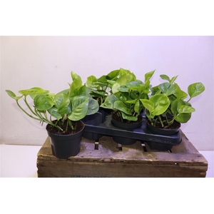 arr8 Epipr Global Green