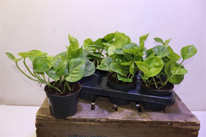 <h4>arr8 Epipr Global Green</h4>