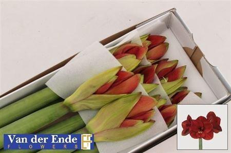 <h4>Hipp Ferrari</h4>