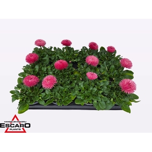 BELLIS PER BELUGA PINK P9