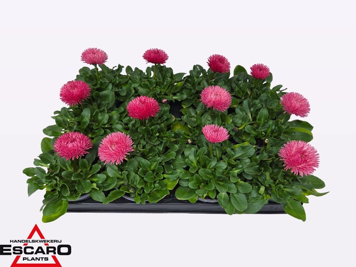 <h4>BELLIS PER BELUGA PINK P9</h4>