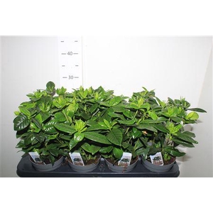 Gardenia Jasminoides