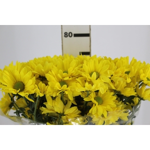 CRISANTEMO SUNNY REAGAN 080 CM