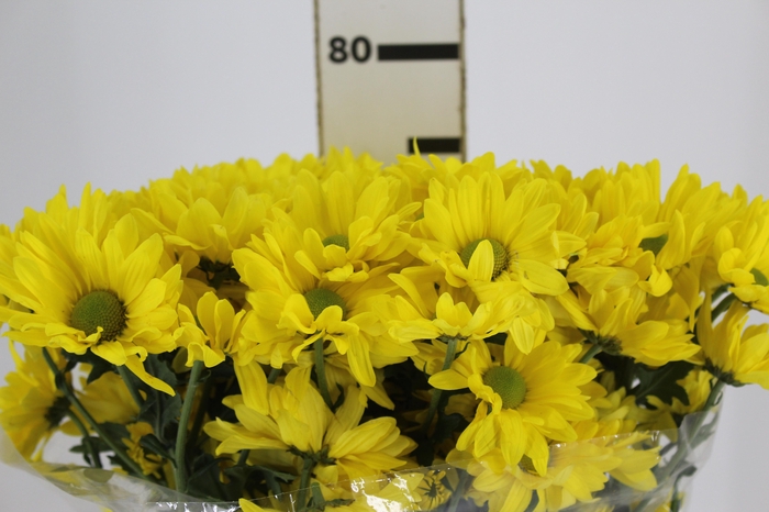 <h4>CRISANTEMO SUNNY REAGAN 080 CM</h4>