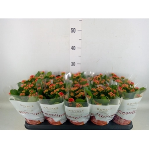Kalanchoe blos. 'RosDon Justino'