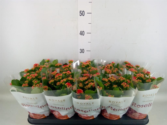 <h4>Kalanchoe blos. 'RosDon Justino'</h4>
