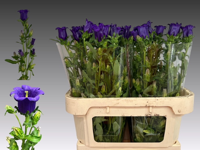 <h4>CAMP M CAM DEEP BLUE</h4>