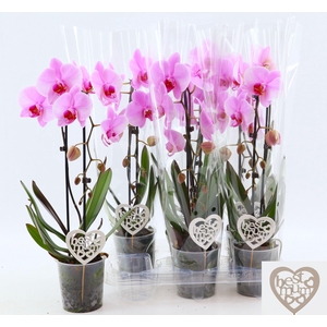 PHAL EL CASCADE