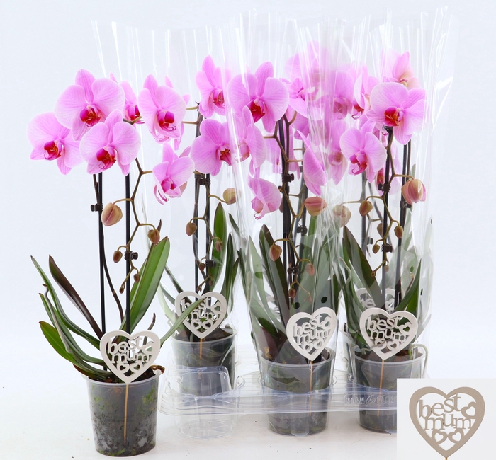 PHAL EL CASCADE