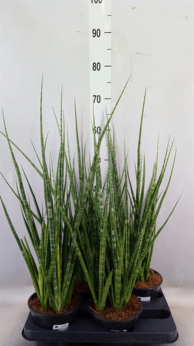 <h4>Sansevieria cyl.  ...</h4>