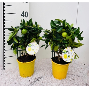 Citrus eustis Limonella trellis (s2)