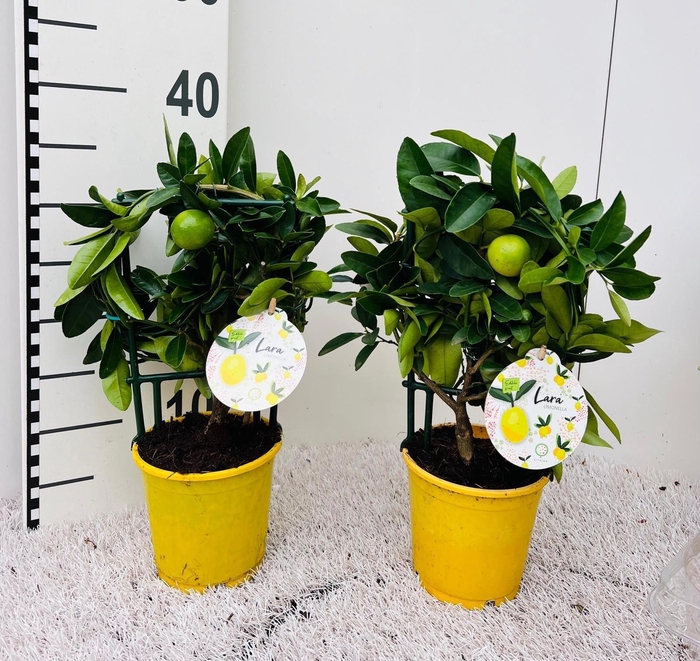 <h4>Citrus eustis Limonella trellis (s2)</h4>