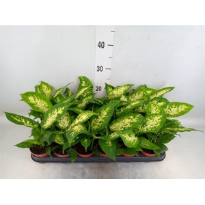 Dieffenbachia  'Compacta'