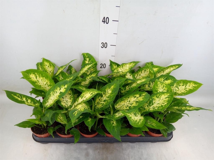 <h4>Dieffenbachia  'Compacta'</h4>