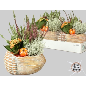 ARR TUINPLANTEN H%