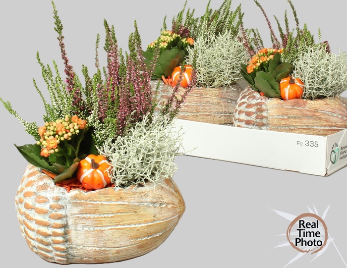 <h4>ARR TUINPLANTEN H%</h4>