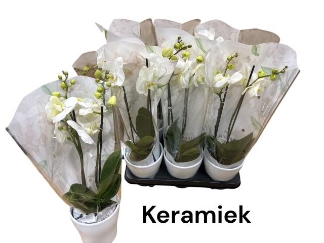 <h4>ARR PHALA MT 14+</h4>