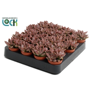 Sedum Bordeauxhart