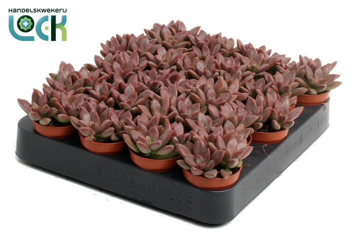 <h4>Sedum Bordeauxhart</h4>