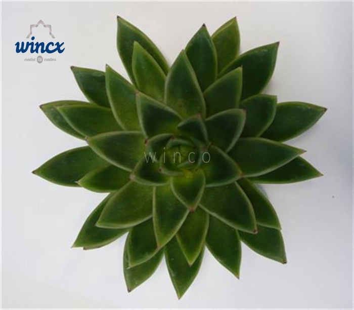 Echeveria Miranda Cutflower Wincx-12cm