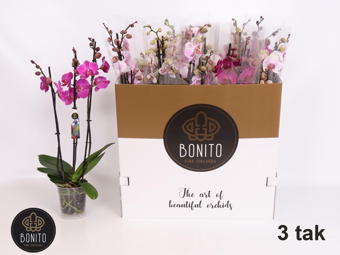 <h4>PHAL GEM 5 KL</h4>