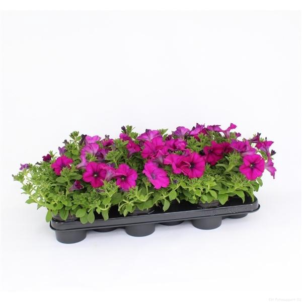 <h4>Petunia Potunia Purple</h4>