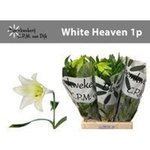 Li Lf White Heaven