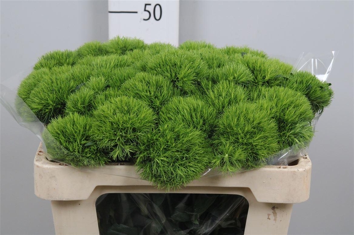 <h4>Di Barb Kiwi Mellow</h4>