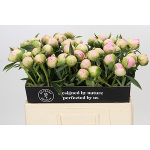 Paeonia Dinner Plate