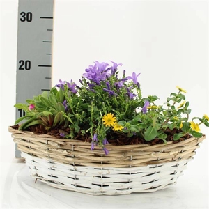 ARR TUINPLANTEN