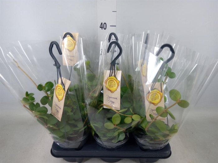 <h4>Peperomia tetraphylla 'Hope'</h4>