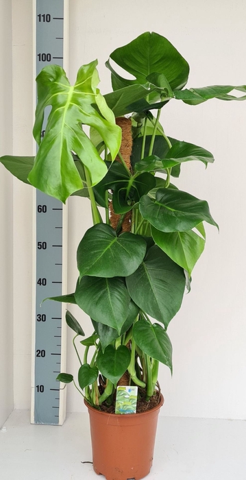 <h4>Monstera deliciosa</h4>