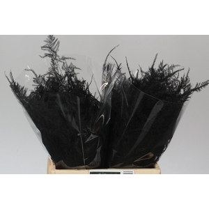 Aspa 1e Veren Black X50