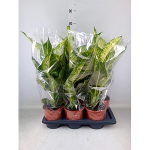 Dieffenbachia  'Mars'