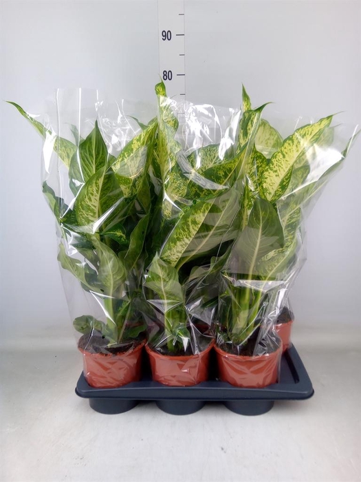 <h4>Dieffenbachia  'Mars'</h4>