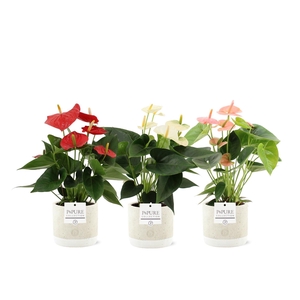 Anthurium 12 cm 3 color mix in Pure Jade ceramics