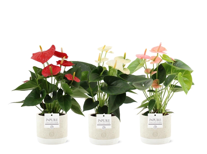 <h4>Anthurium 12 cm 3 color mix in Pure Jade ceramics</h4>