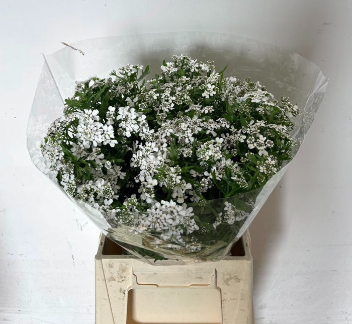 <h4>IBERIS UMBELLATA</h4>