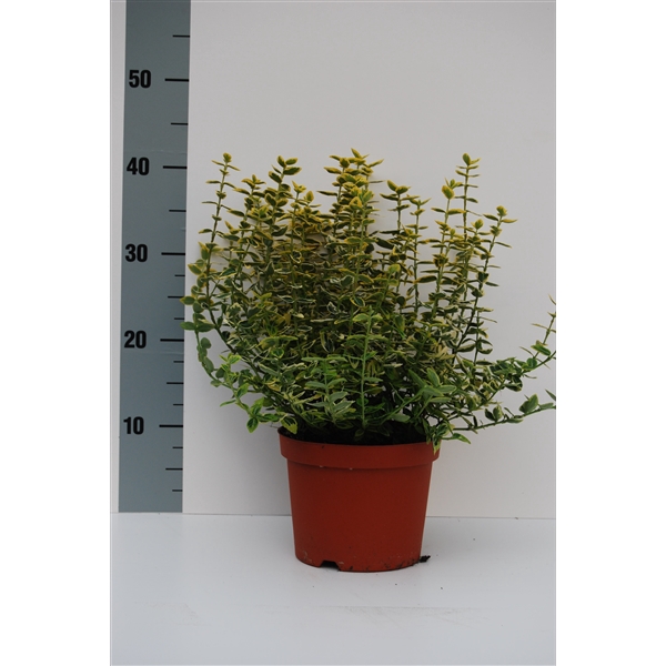 <h4>Euonymus Emerald Gold</h4>