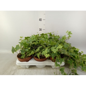 Hedera helix 'Goldchild'