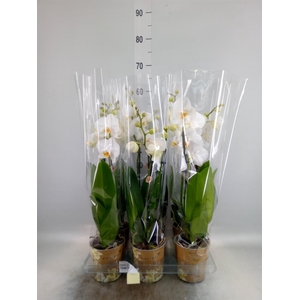 Phalaenopsis   ...white