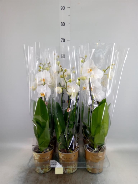 <h4>Phalaenopsis   ...white</h4>