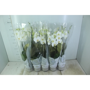 PHALAENOPSIS P12 BRANCO 2 HT