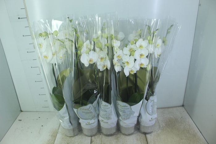 <h4>PHALAENOPSIS P12 BRANCO 2 HT</h4>