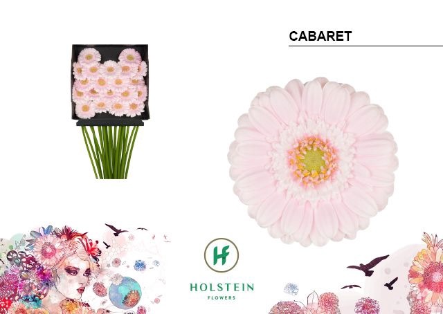 <h4>GE MI CABARET DIA KAART x60</h4>